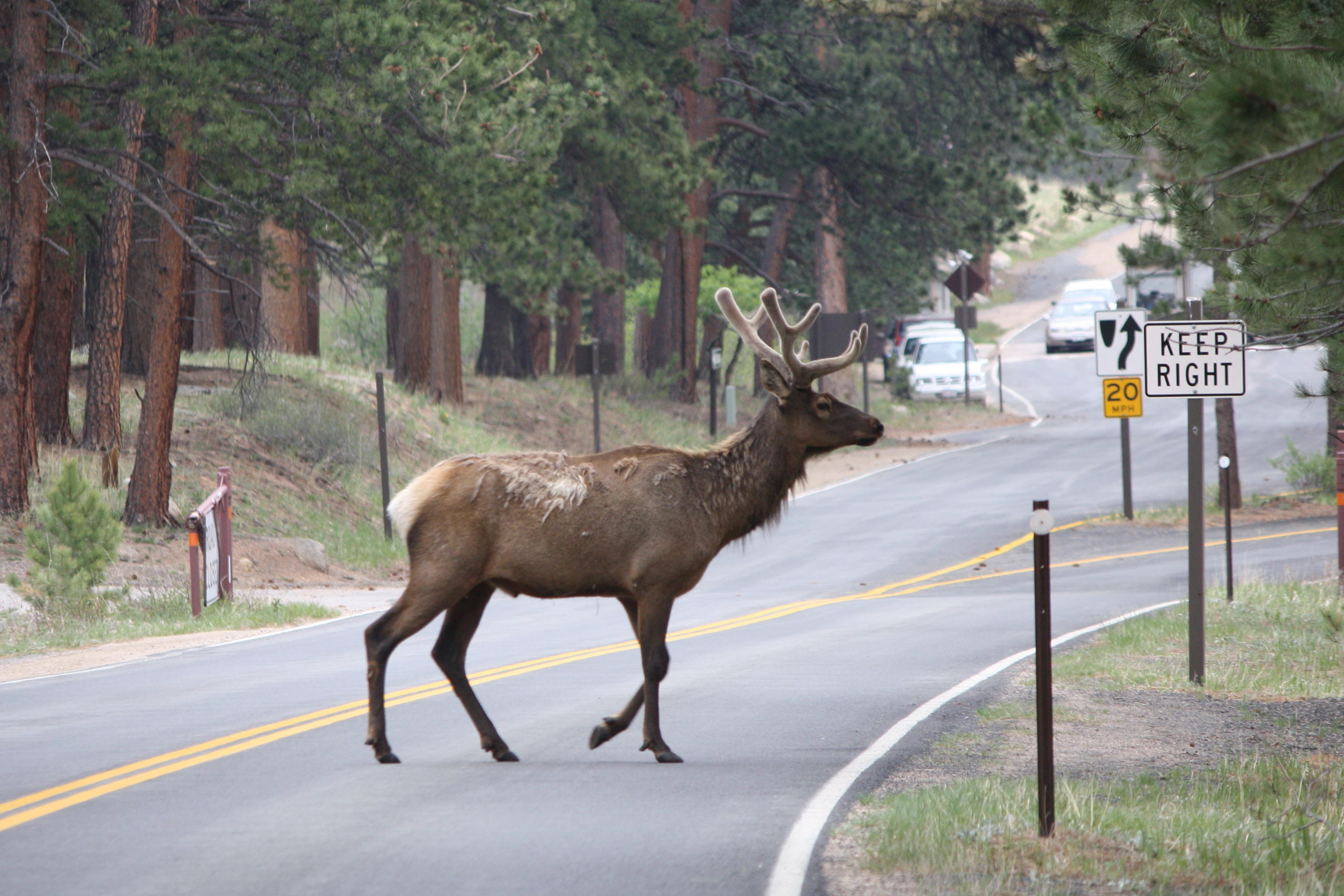 2012_05_25 RMNP Elk crossing.jpg